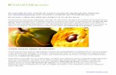 Manual básico para el cultivo de la lúcuma: el oro de los ...