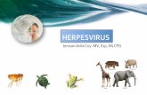 HERPESVIRUS - histolab.com.co
