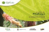 Pitahaya - ica.gov.co