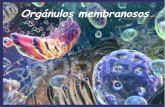Orgánulos membranosos - Galicia