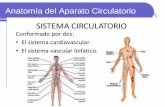Anatomía del Aparato Circulatorio