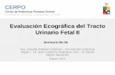 Evaluación Ecográfica del Tracto Urinario Fetal II