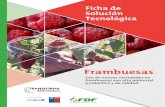 Ficha de Solución Tecnológica - fdf.cl