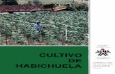 Cultivo de habichuela - SENA