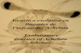 Genètica evolutiva en llagostes de l’infraordre Achelata ...