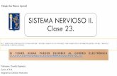 SISTEMA NERVIOSO II. Clase 23.