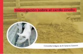 Investigación sobre el cerdo criollo - SENA