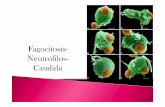 El proceso de fagocitosis comprende varios