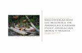 INFORME: Recuperación de Madera De Árboles Caídos Post ...