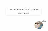 DIAGNÓSTICO MOLECULAR CMV Y EBV - CIBIC