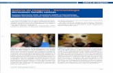 Galería de imágenes - Dermatología Dermatosis faciales caninas