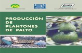 PRODUCCIÓN DE PLANTONES DE PALTO