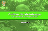 Cultivo de Metohuayo - IIAP