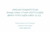 LÁMINAS DIAGNÓSTICAS Biología Celular y Tisular ...