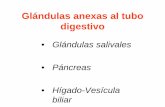 Glándulas anexas al tubo digestivo