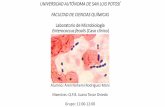 Laboratorio de Microbiología Enterococcus fecalis (Caso ...