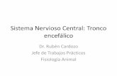Sistema Nervioso Central: Tronco encefálico
