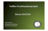 Treffen Fruchttaubenprojekt Genus DUCULA - Europ¤isches