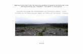 IMPACTOS DE LAS PLANTACIONES FORESTALES EN LOS MUNICIPIOS ...