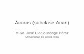 Ácaros (subclase Acari) - repositorio.ucr.ac.cr