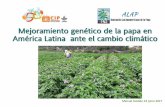 Mejoramiento genético de la papa en América Latina ante el ...