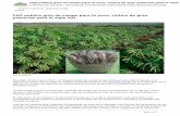 FAO publica guía de campo para la yuca, cultivo de gran ...