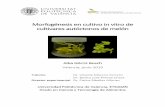 Morfogénesis en cultivo in vitro de cultivares autóctonos ...