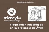 Regulación micológica en la provincia de Ávila