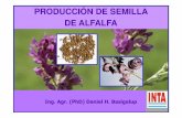 PRODUCCIÓN DE SEMILLA DE ALFALFA - Embrapa