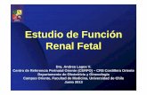 Estudio de Función renal fetal - CERPO