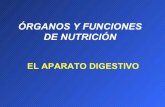 ÓRGANOS Y FUNCIONES DE NUTRICIÓN