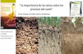 La importancia de las raíces sobre los procesos del suelo