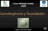 Curso Biología Celular 2020