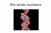 Els àcids nucleics - No-IP