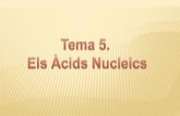 1.1. Composició química dels Àcids Nucleics