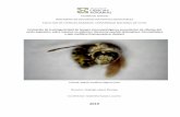 Evaluación de la patogenicidad de hongos entomopatógenos ...