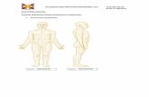 ANATOMIA GENERAL Posición anatómica Planos anatómicos y ...
