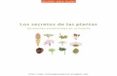 50 plantas medicinales en su huerta