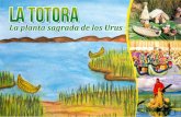 La Totora, la planta sagrada de los Urus