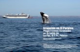 Irrupción en El Paraíso: Megacruceros fondeados en la ...