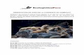 Observacion de Aves en la Corriente de Humboldt Español