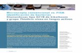 Microscopía convencional vs. FISH: identificación de ...