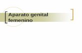 Aparato genital femenino - histo.uaz.edu.mx