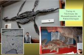 Tema 4. Técnicas de Musealización en Paleontología
