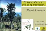 Ejemplo Leucaena - Pro Eco Azuero