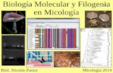 Biología Molecular y Filogenia en Micología