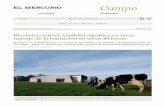 manejo de la transición en vacas lecheras Bienestar animal ...