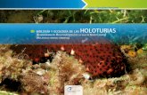 Biología y ecología de las holoturias [Echinodermata ...