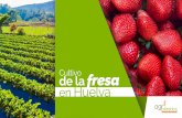 Cultivo fresa de la en Huelva - Agriplastics Community