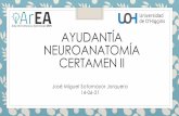 Ayudantía Neuroanatomía Certamen II